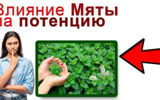 Действие мяты на мужскую силу